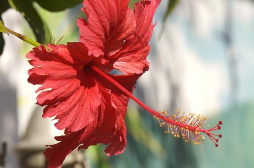 Culebra Flower